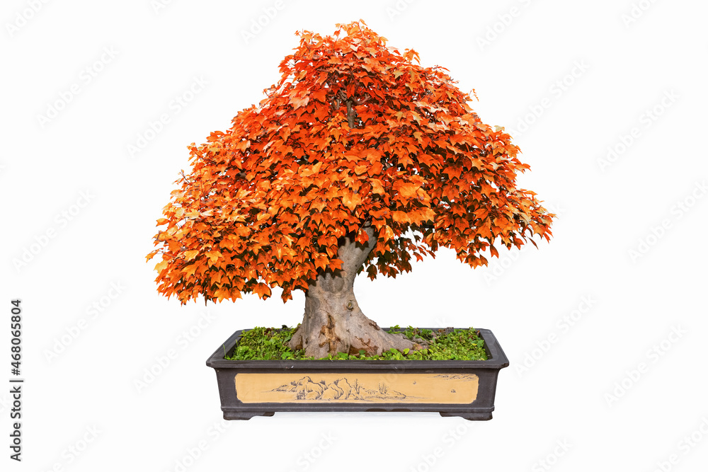 red trident maple bonsai tree isolated