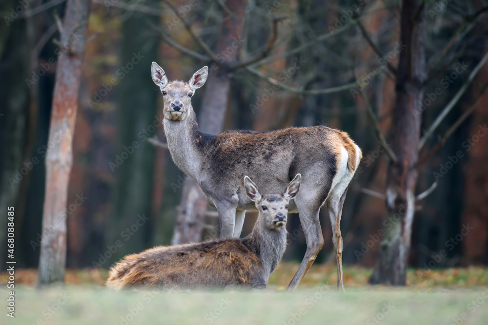 Red deer in autumn forest. Animal in nature habitat. Big mammal. Wildlife scene