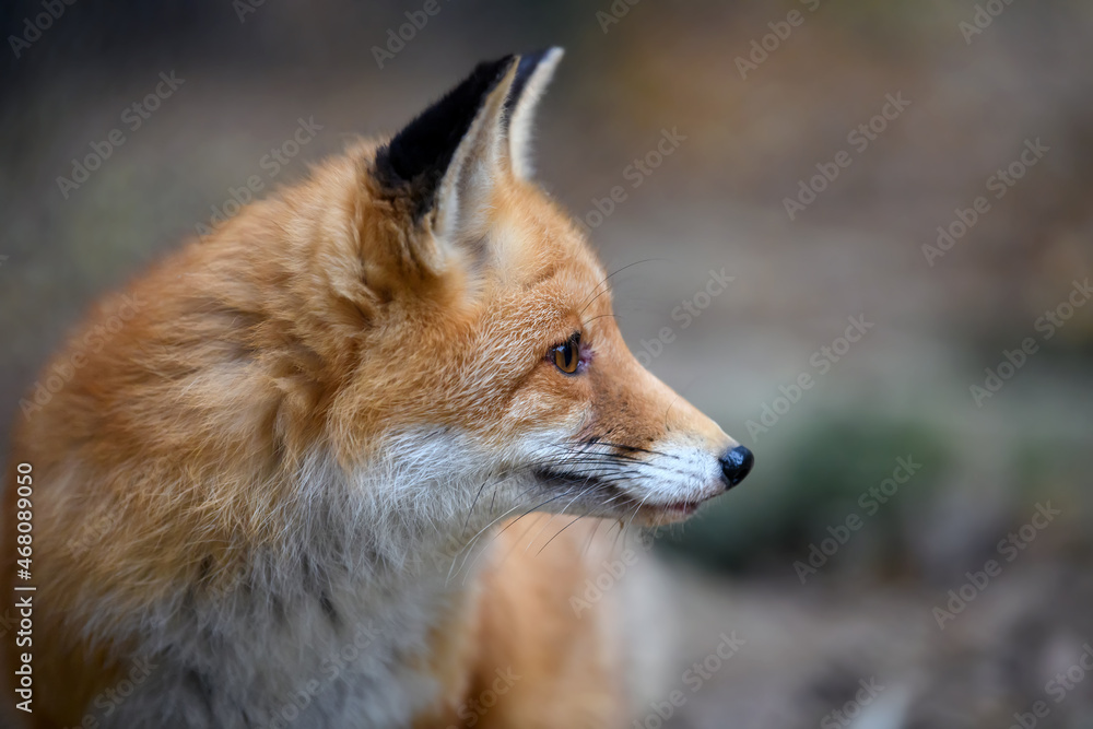 Portrait red fox, vulpes vulpes in forest. Close wild predators in natural environment