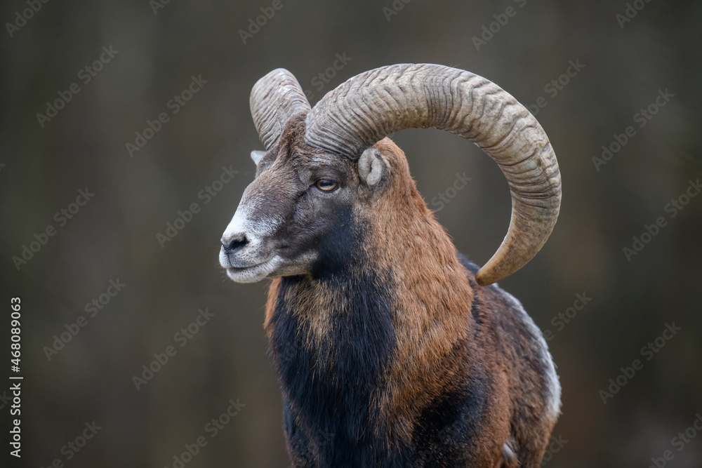 Big mouflon animal. Ovis gmelini, forest horned animal in nature habitat