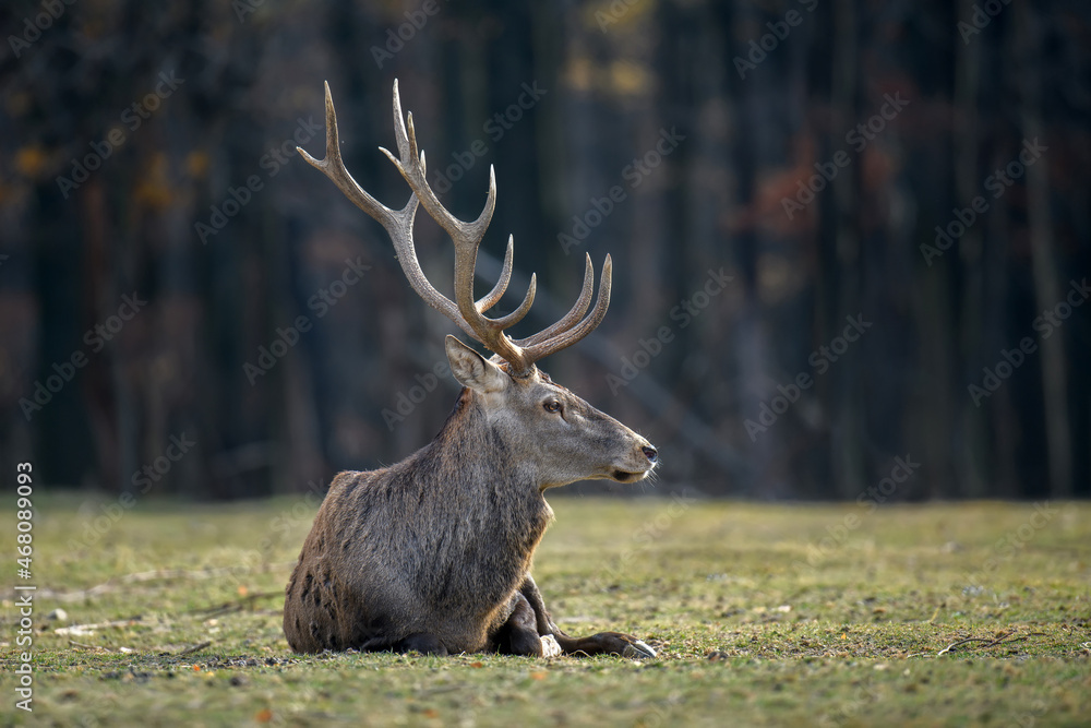 Red deer in autumn forest. Animal in nature habitat. Big mammal. Wildlife scene