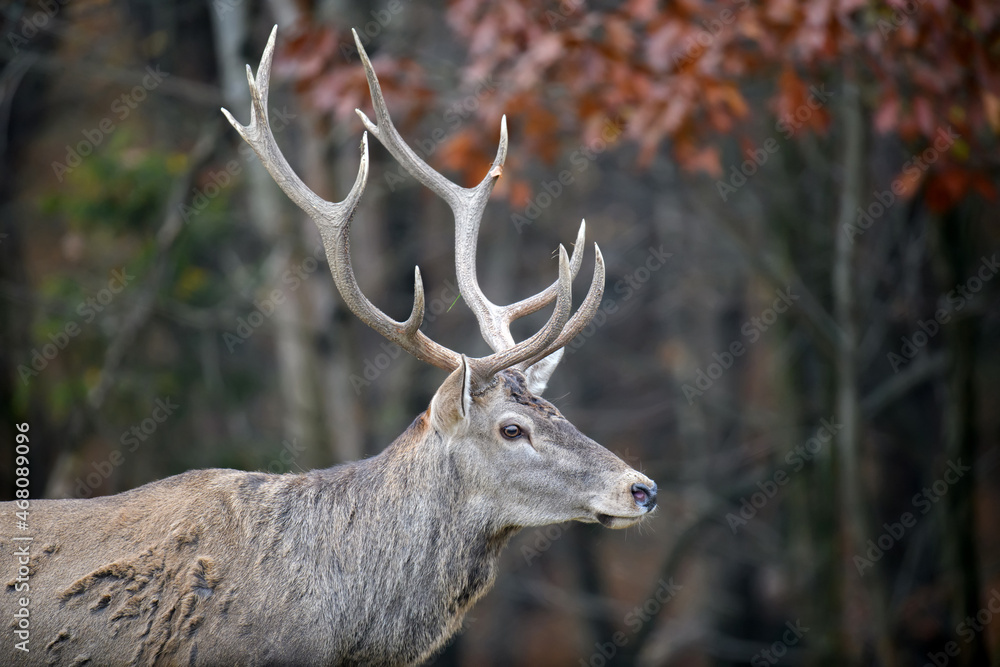 Red deer in autumn forest. Animal in nature habitat. Big mammal. Wildlife scene