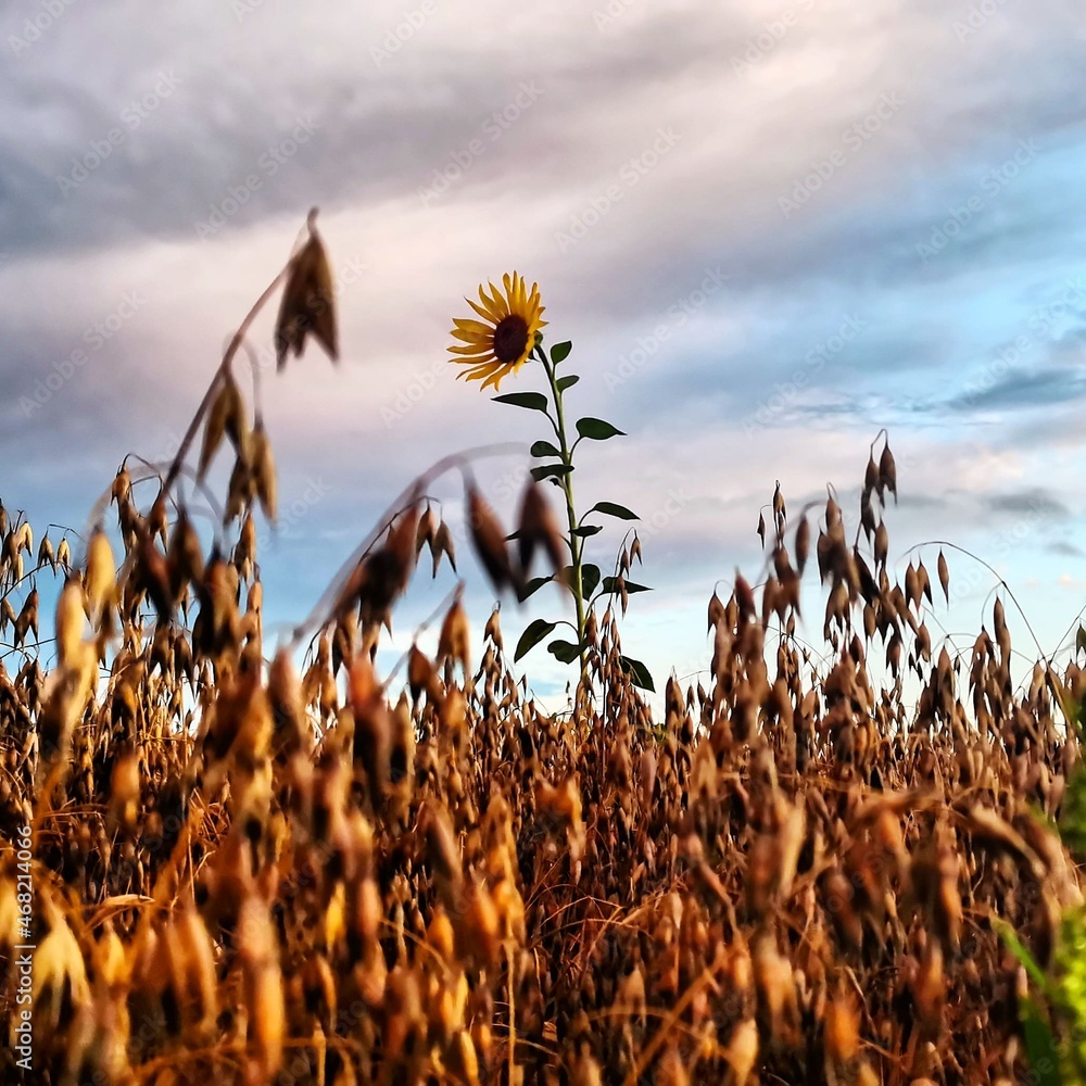 wheat field at sunset