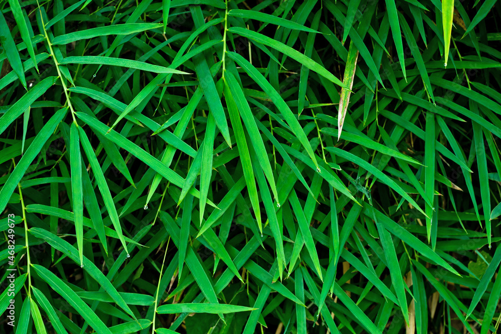 Natural background of green bamboo leaves.