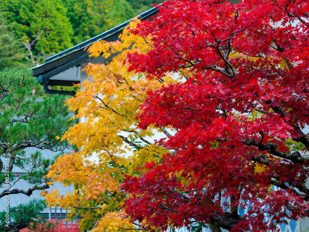 色鮮やかな高野山の紅葉
