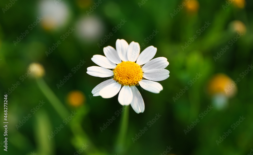 Beautiful chamomile flower on green field, closeup