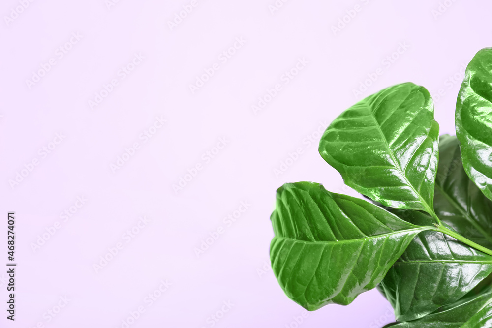 Beautiful coffee tree on color background, closeup