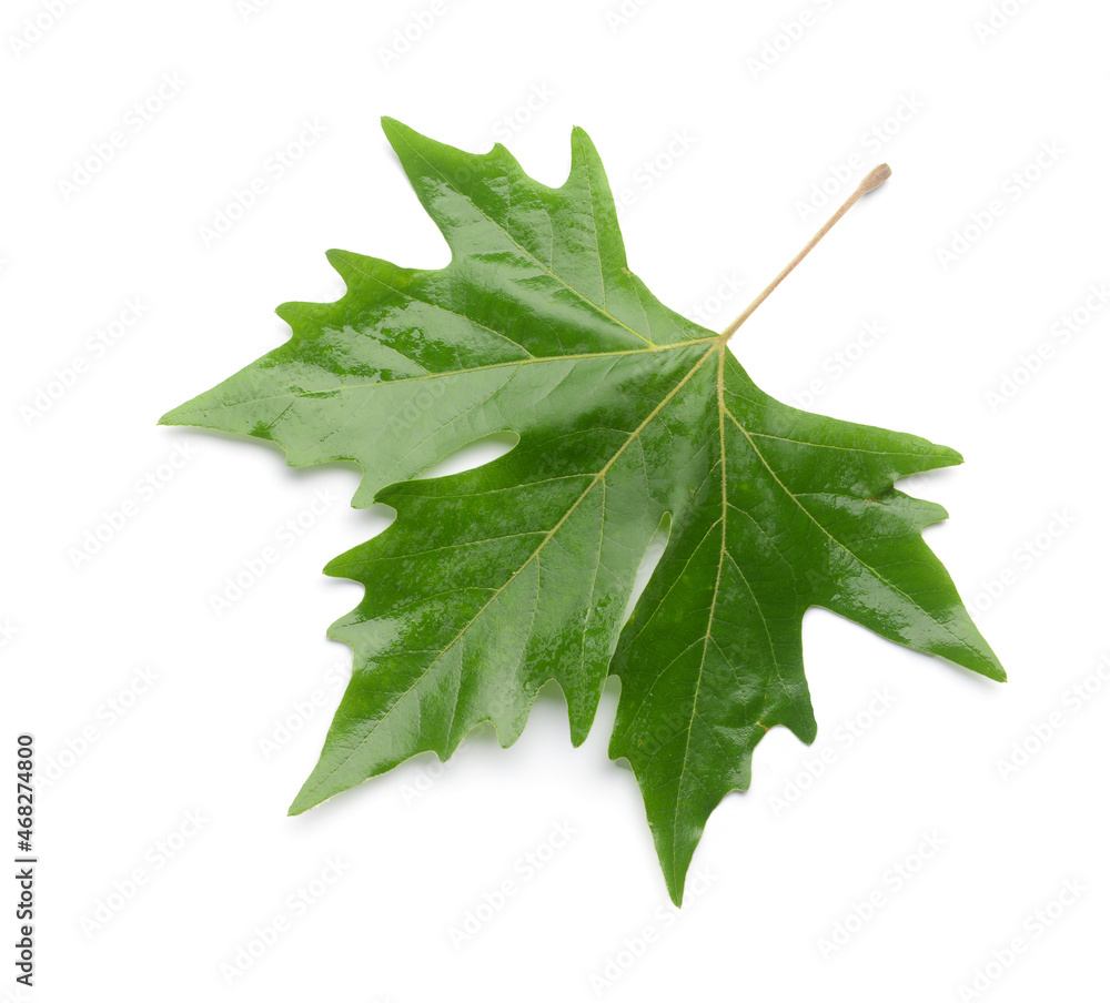 Green maple leaf isolated on white