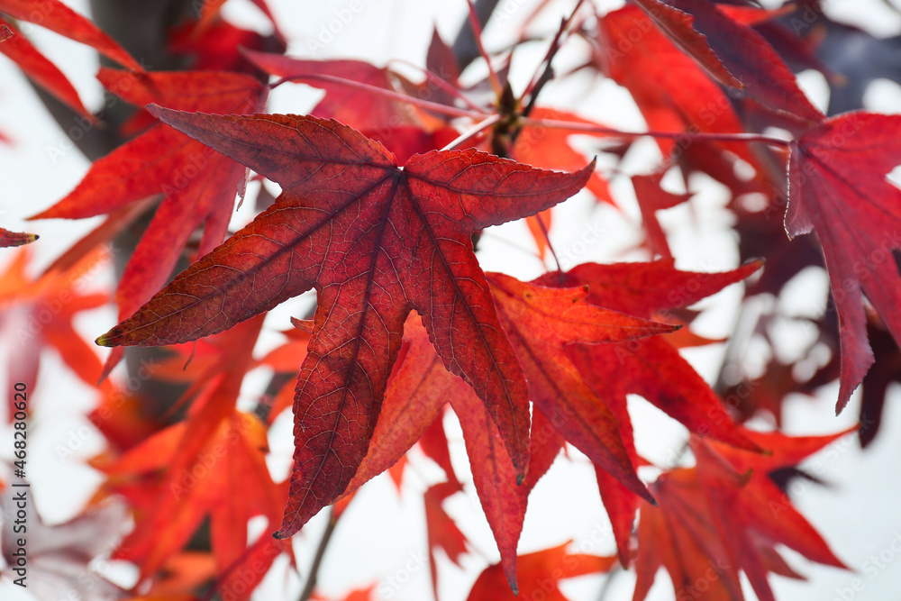 公园里长着秋叶的树，特写