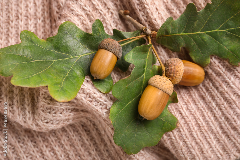 Oak tree leaves and acorns on knitted fabric background