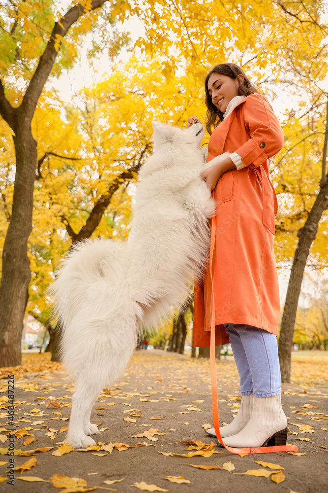 秋天公园里牵着滑稽的萨摩耶犬的年轻女子