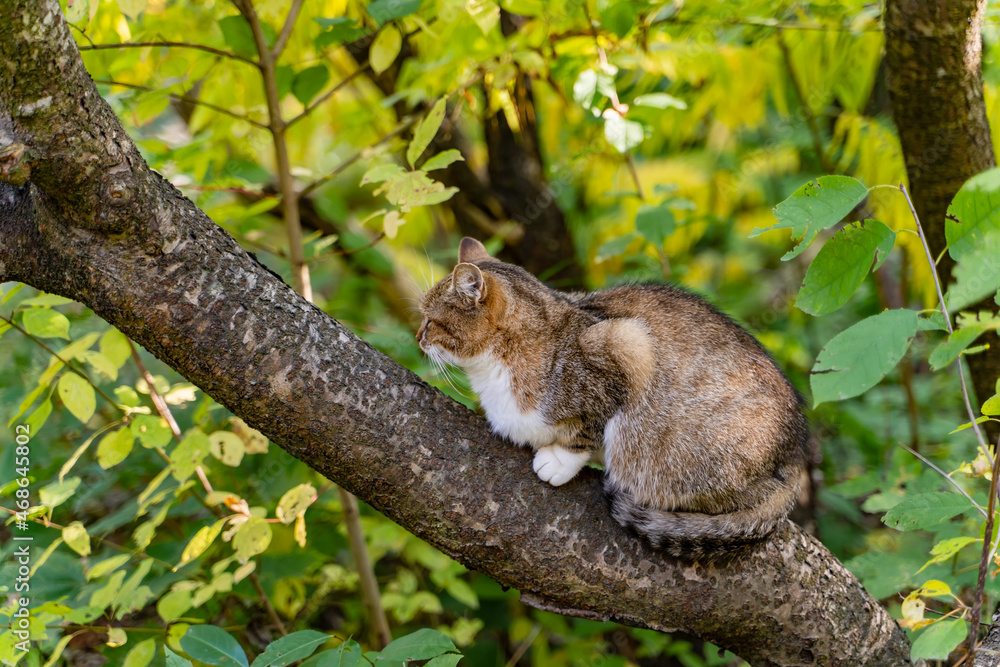 漂亮的猫，有条纹的尾巴坐在树上。瞌睡猫在树枝上休息。三色小猫