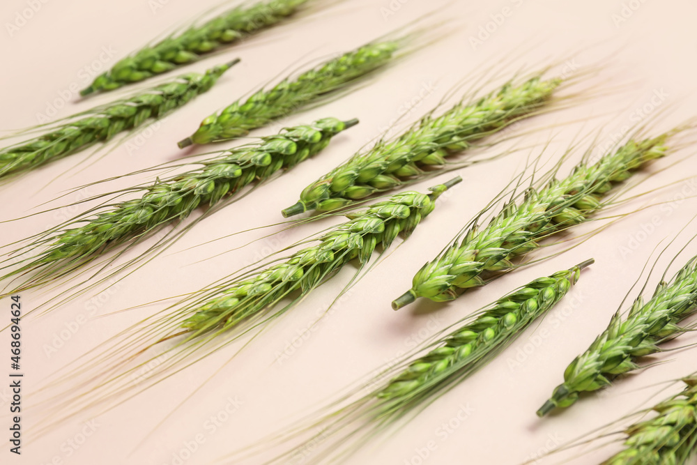 Green wheat spikelets on light background