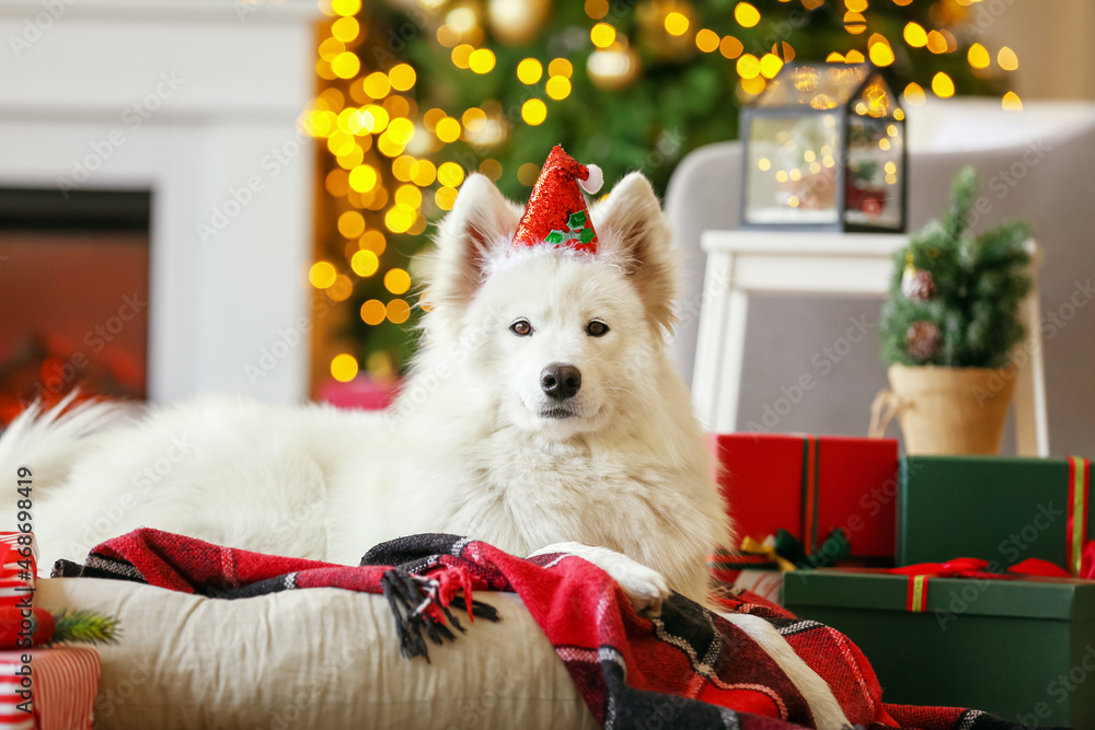 Cute Samoyed dog at home on Christmas eve