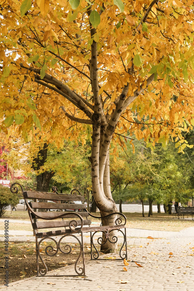 Beautiful alley with bench in city autumn park