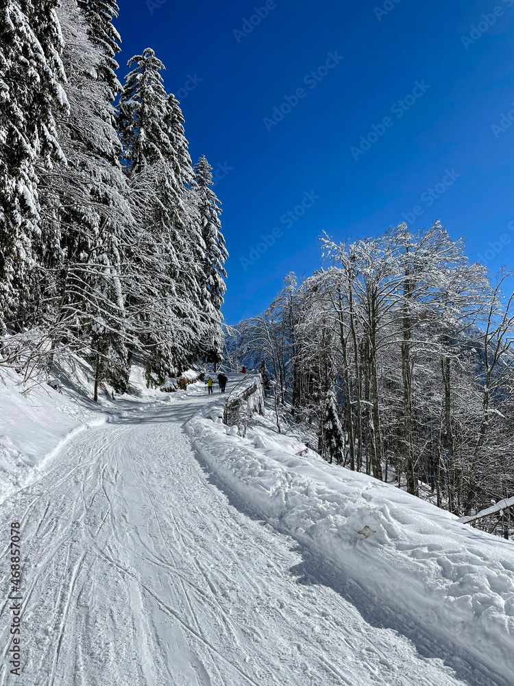 垂直：越野滑雪者在田园诗般的阿尔卑斯山探索森林小径。