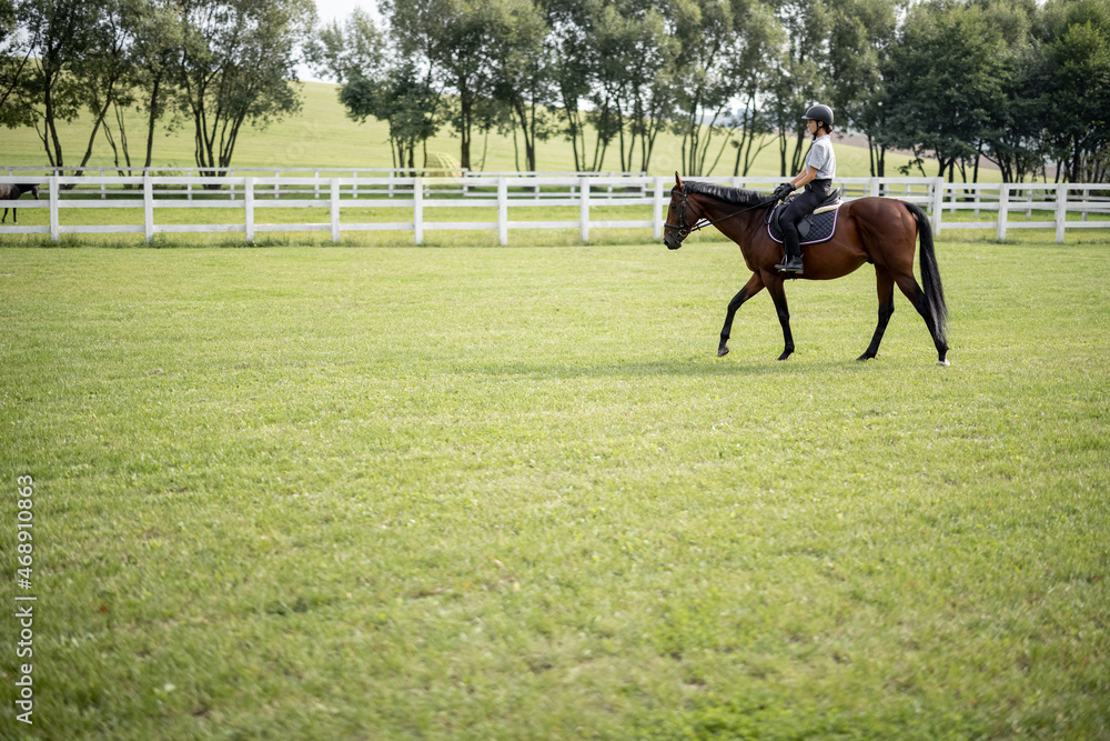 Female horseman riding brown Thoroughbred horse on green meadow in countryside. Concept of rural res