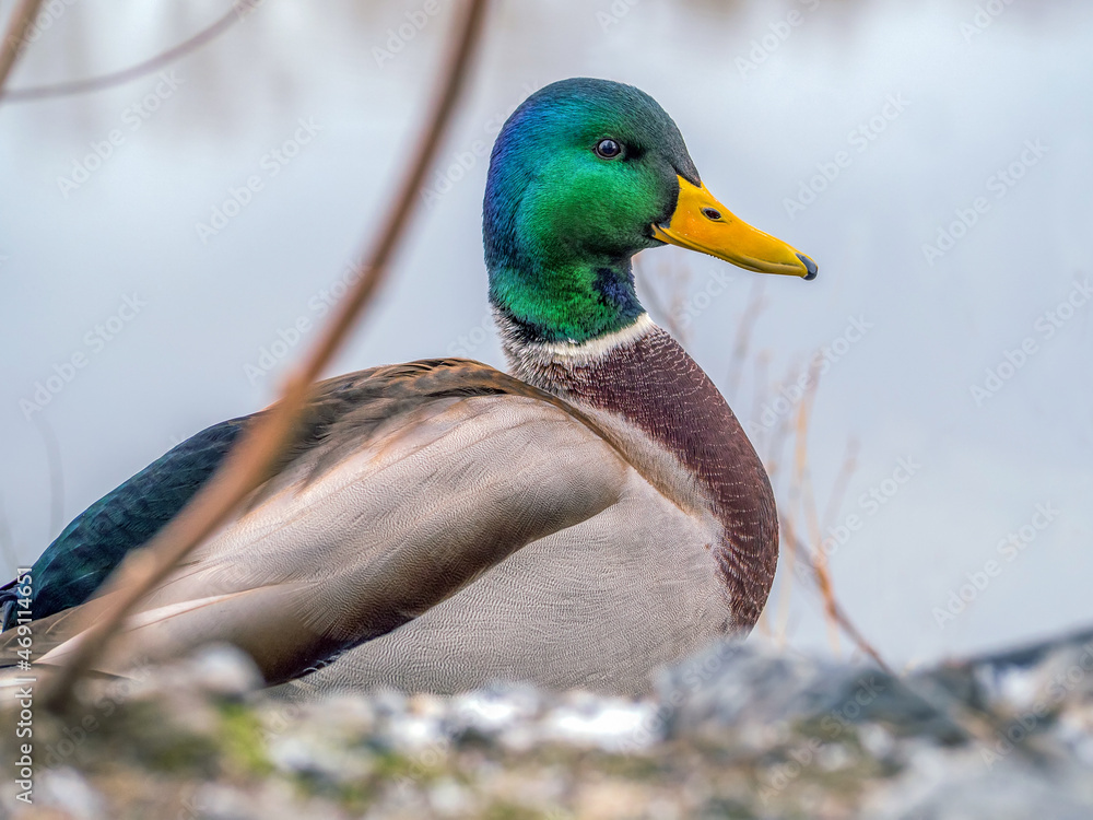 雄性Mallard正看着镜头。鸭子的肖像。特写。背景模糊