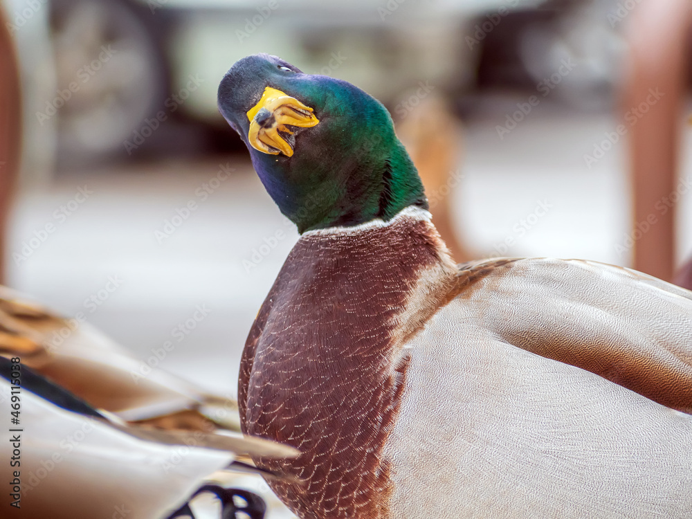 Mallard雄性正在看着相机。鸭子的肖像。特写。模糊的背景