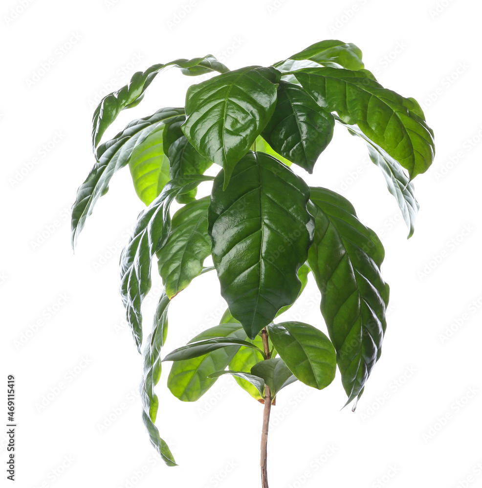 Beautiful coffee tree on white background