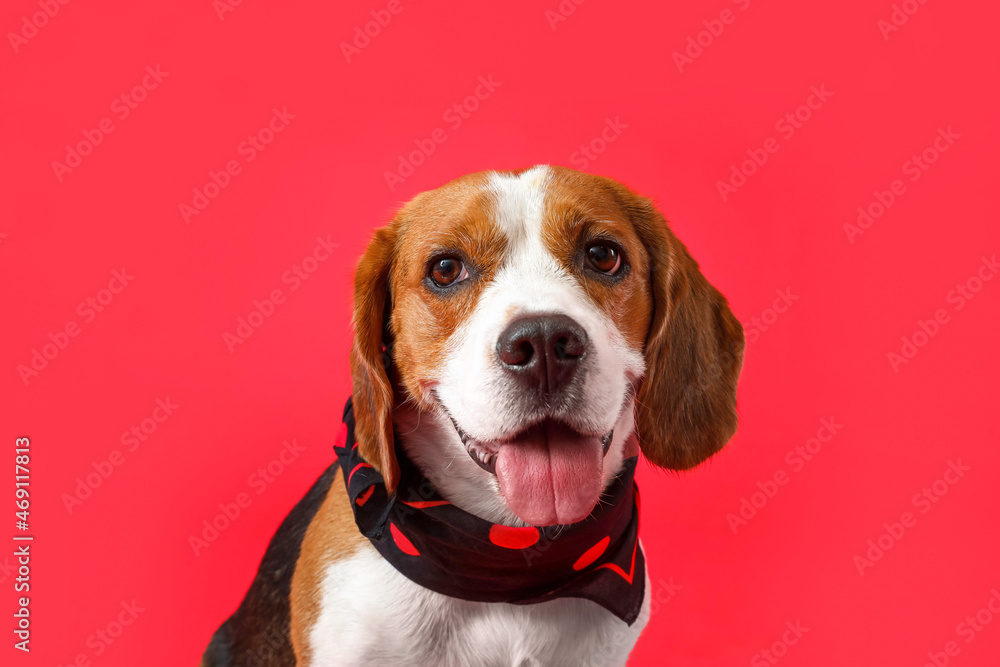 Cute Beagle dog in scarf on red background, closeup