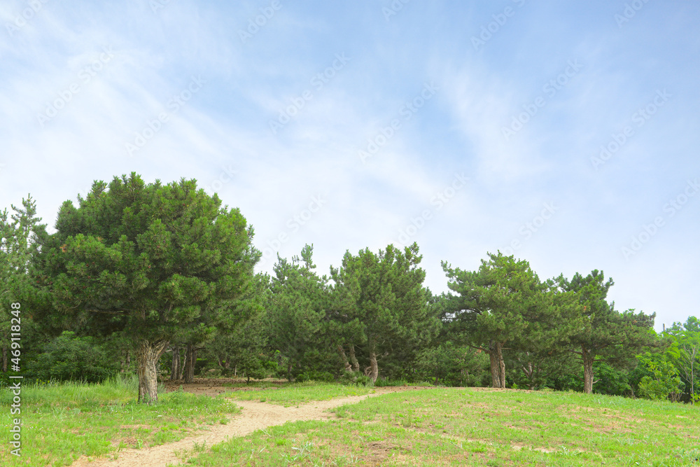 美丽针叶林全景