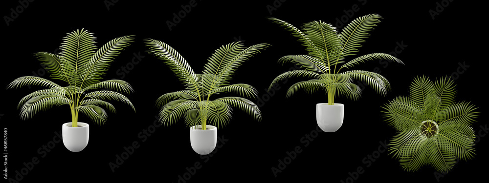 Yellow palm plant in a pot isolated on black background 3d rendering