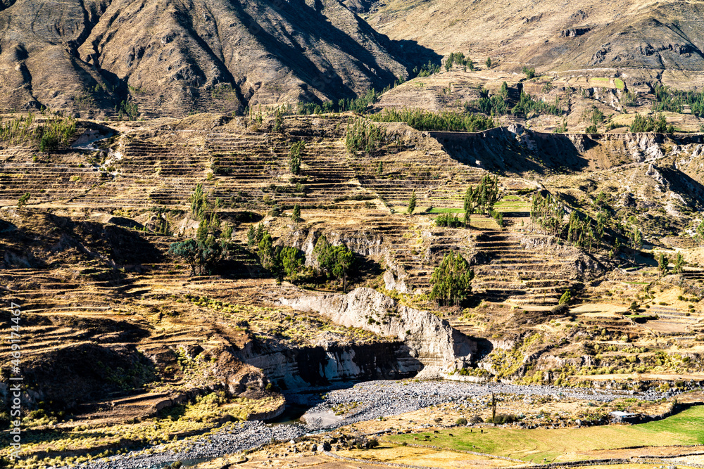 Terraced fields within the Colca Canyon in the Arequipa Region of Peru