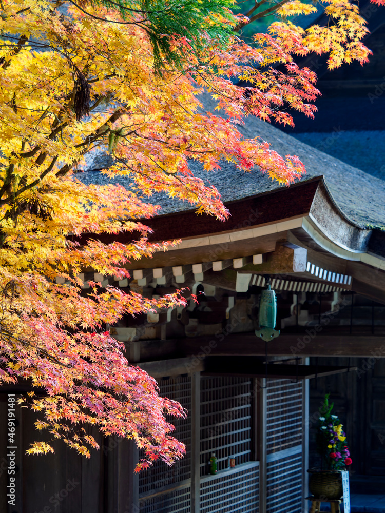 【高野山】壇上伽藍の寺院と紅葉