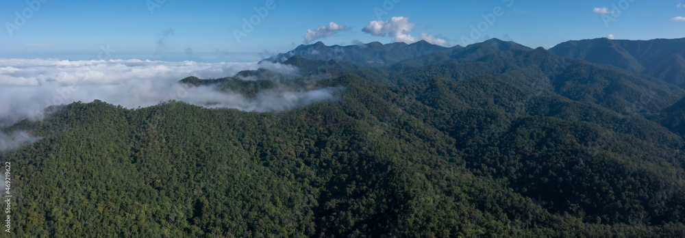 鸟瞰绿色森林和高山森林，云雾缭绕，薄雾景观带f