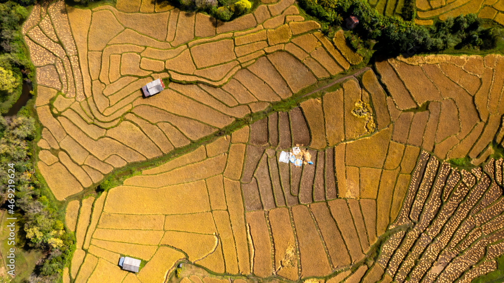 收获季节的鸟瞰农业金色稻田梯田，山地水稻种植园