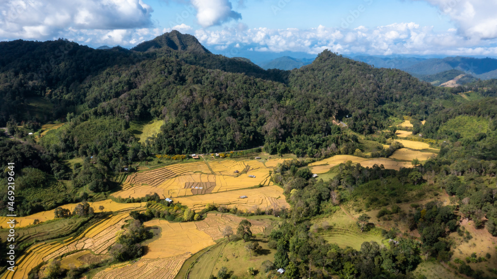 收获季节的鸟瞰农业金色稻田梯田，山地水稻种植园