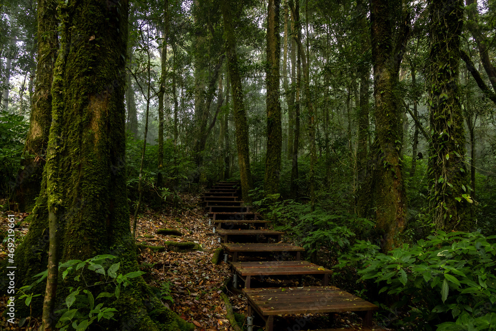 泰国北部热带雨林山上的自然步道，带木板桥，Hikin