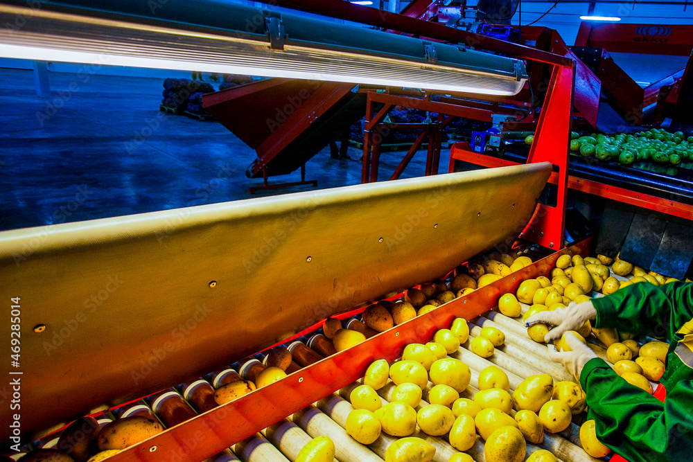 Vegetable factory - Potato sorting, processing and packing 