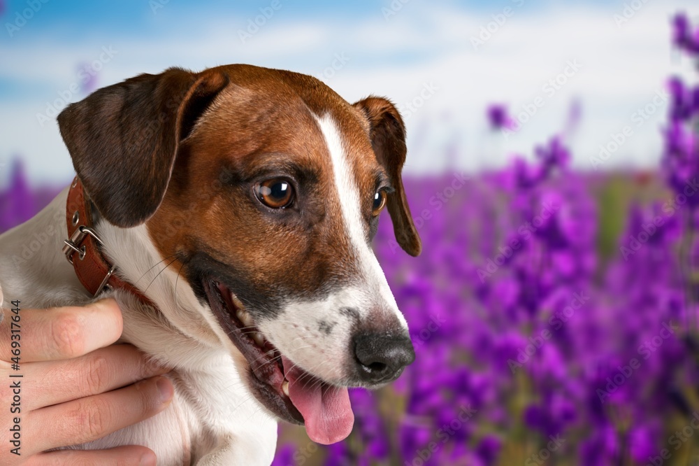 portrait cute dog in summer in the colors of flowers