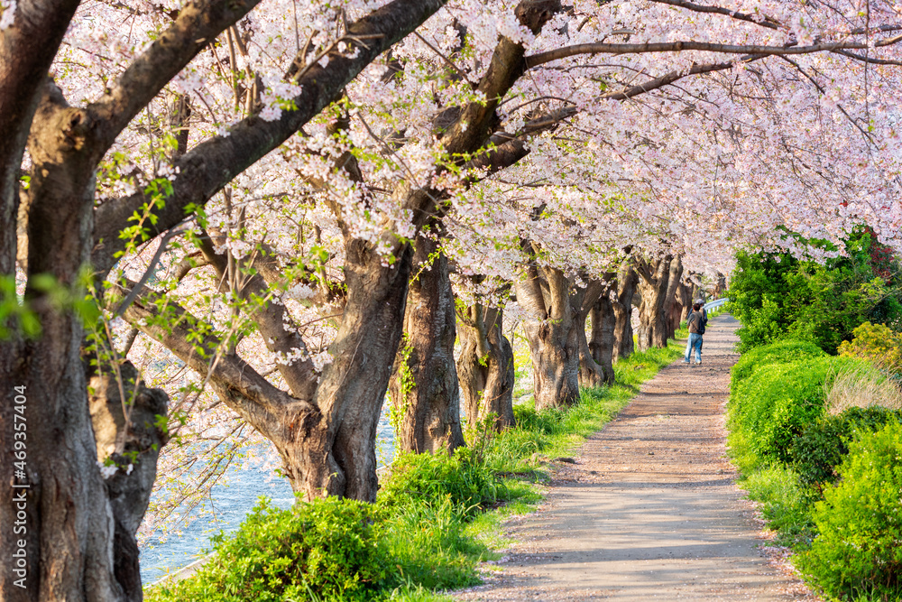 日本静冈市乌赖江畔樱花盛开。