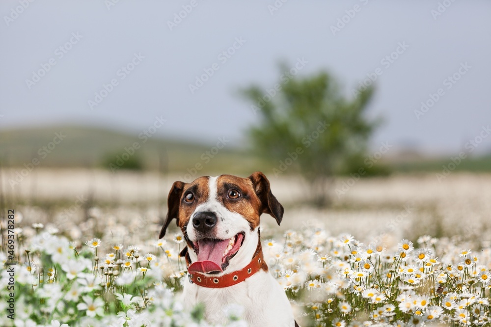 portrait cute dog in summer in the colors of flowers