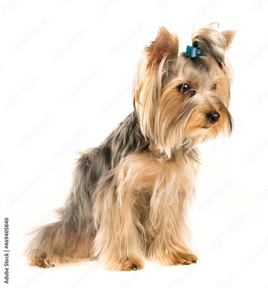 Yorkshire Terrier Puppy Sitting