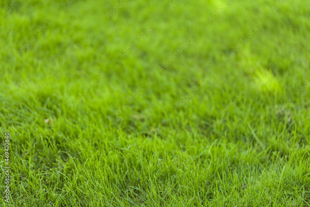 Beautiful green grass texture