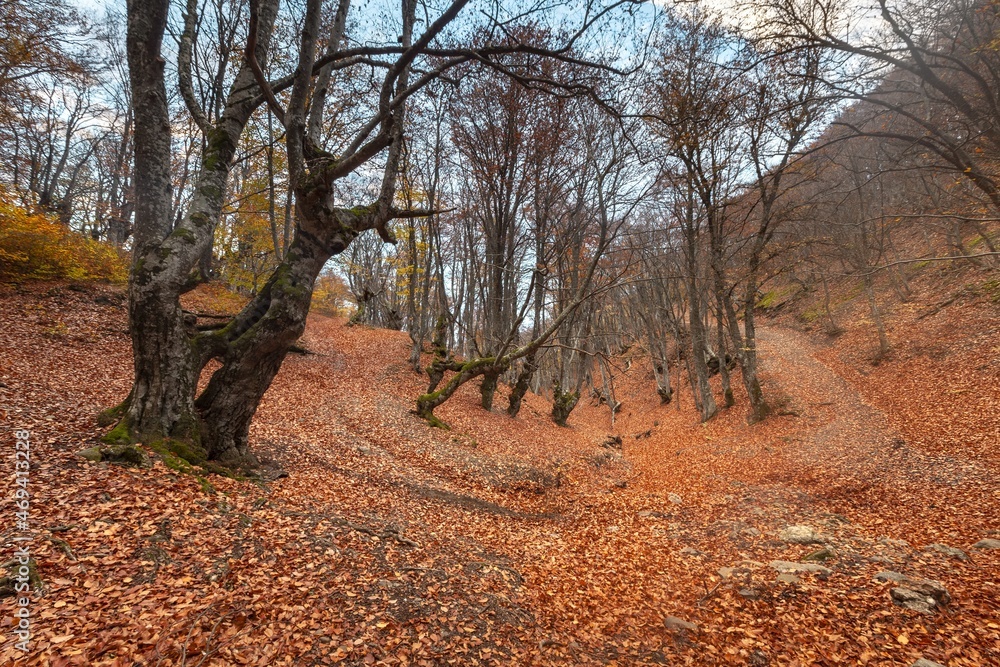 五彩缤纷的秋叶。秋天的森林背景