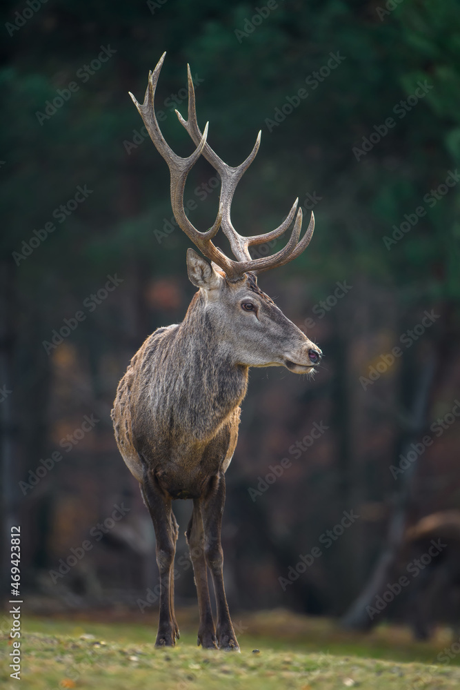 Red deer in autumn forest. Animal in nature habitat. Big mammal. Wildlife scene