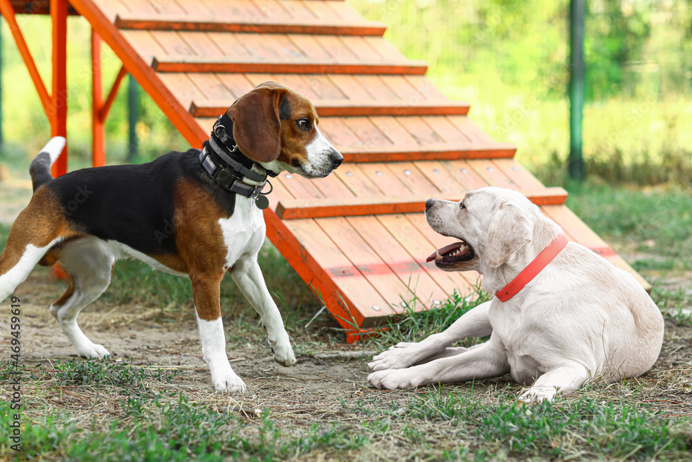 可爱的拉布拉多犬和小猎犬在户外训练区