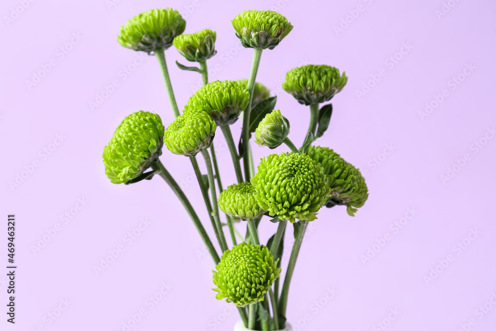 Green chrysanthemum flowers on lilac background, closeup