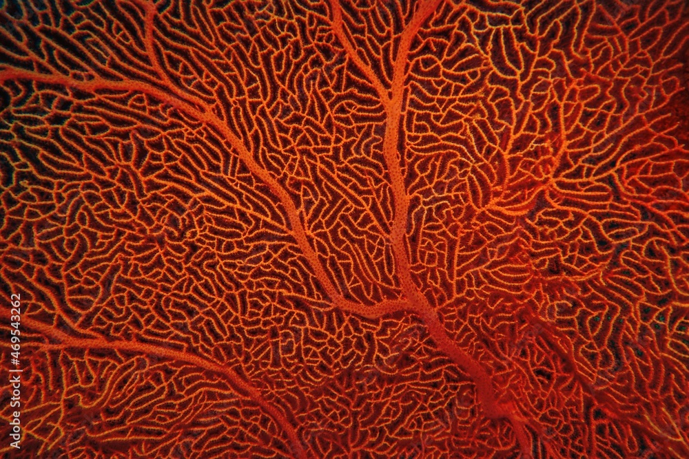 Organic texture of Red Sea Fan or Gorgonia coral (Annella mollis). Abstract background