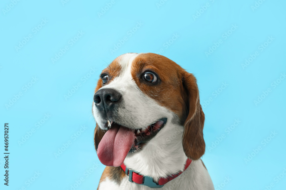 Cute Beagle dog on blue background, closeup