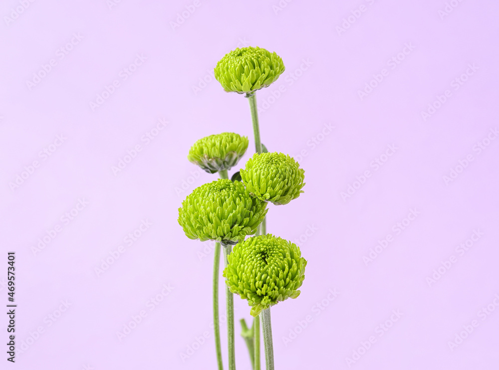 Green chrysanthemum on lilac background, closeup