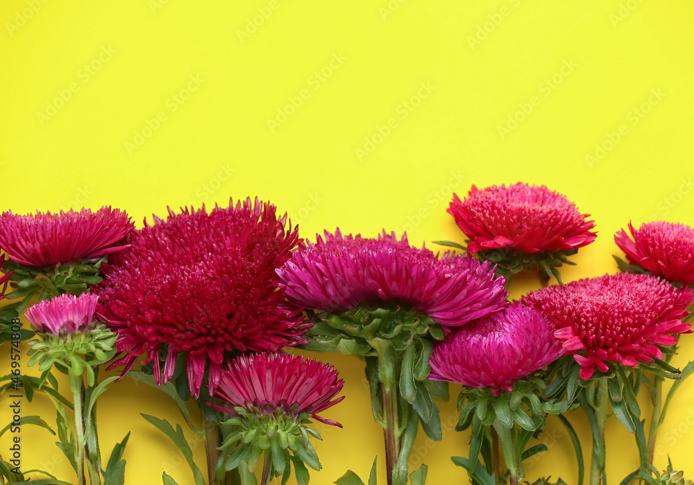 Many beautiful aster flowers on yellow background, closeup