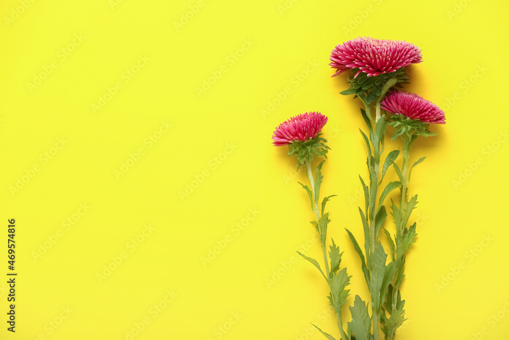 Beautiful aster flowers on yellow background, closeup