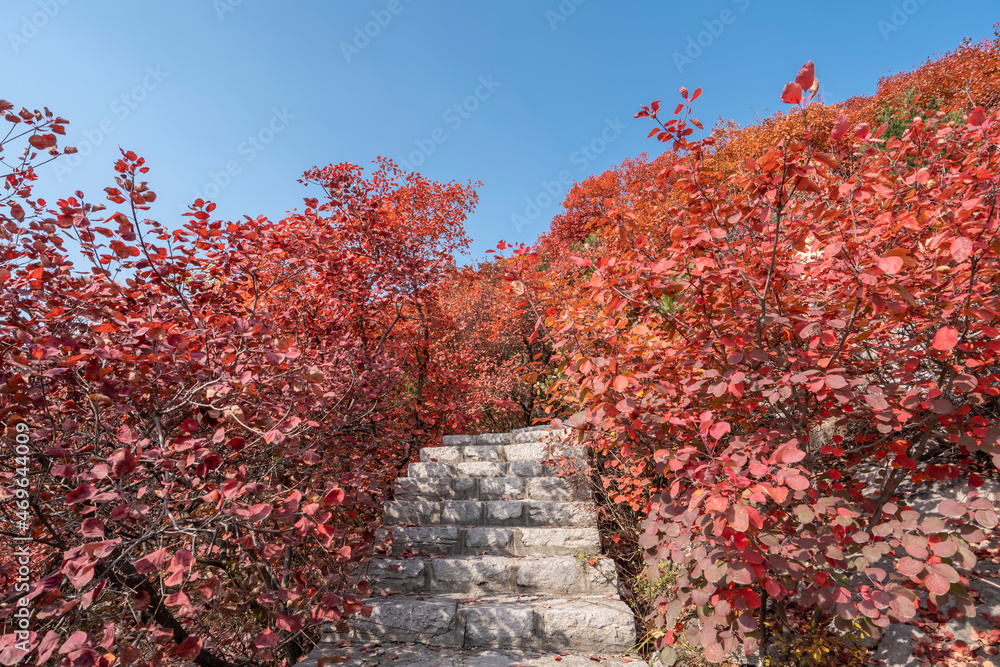 Colorful mountain forest in autumn