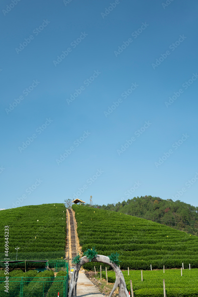 Hangzhou Qiandao Lake Tea Mountain